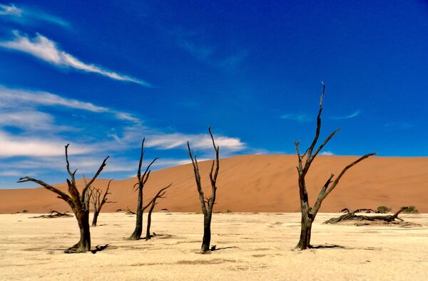 درختان خشک شده در  دشت نامیبیا - اسپوتنیک افغانستان  