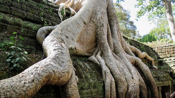 ریشه درختان در معبد «تا پروم» - کمبودیا - اسپوتنیک افغانستان  