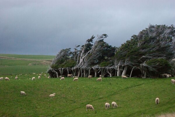 درختان خمیده در نیوزیلند - اسپوتنیک افغانستان  