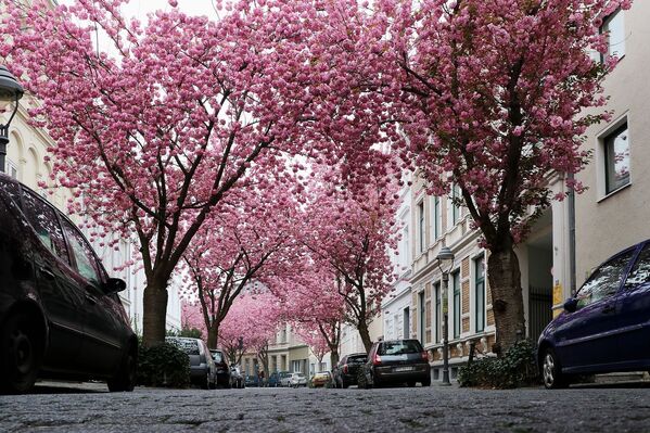 درختان پر از شکوفه در شهر بن، آلمان - اسپوتنیک افغانستان  