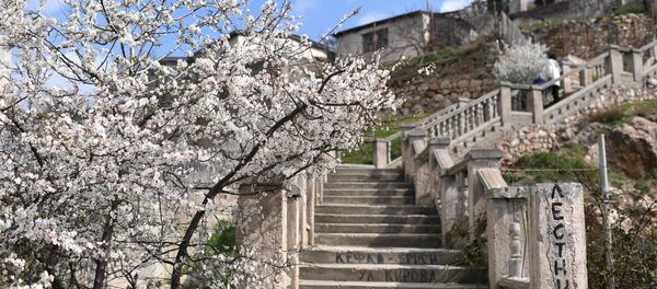 شکوفه ها در کریمه شکوفه ها در کریمه - اسپوتنیک افغانستان