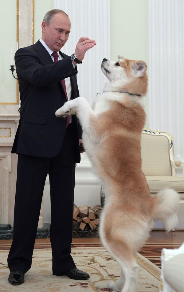 ولادیمیر پوتین رئیس جمهور روسیه با یک سگ یوم  جاپانی - اسپوتنیک افغانستان  