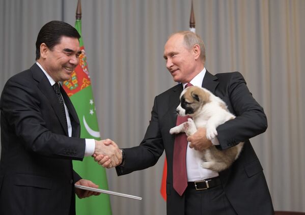 سگ نژاد اصیل آلابای، هدیه رئیس جمهور ترکمنستان به ولادیمیر پوتین. - اسپوتنیک افغانستان  
