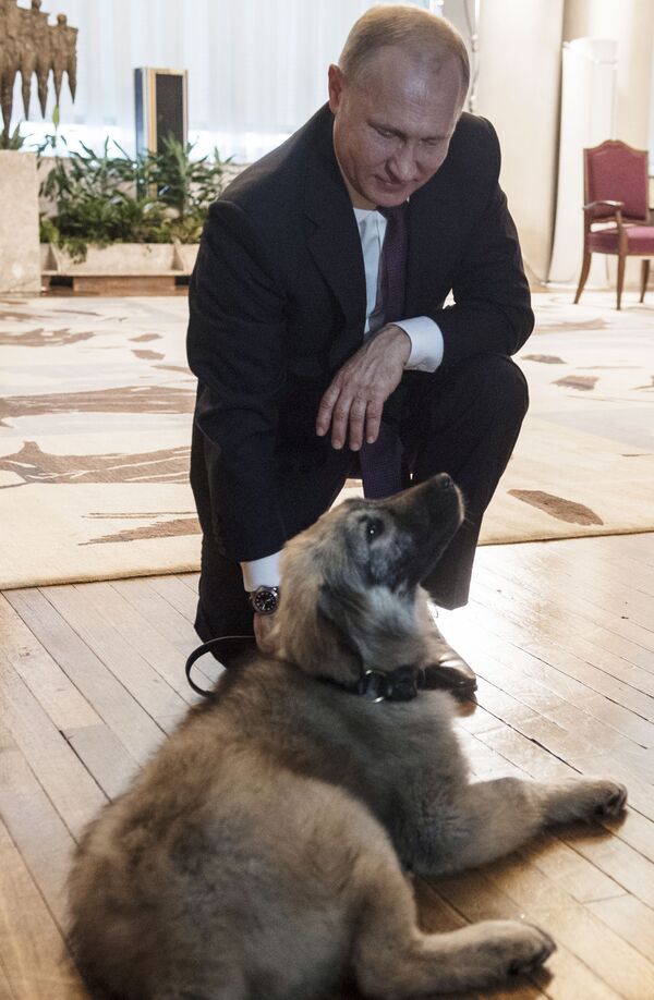 سگ ، هدیه رئیس جمهور صربستان به ولادیمیر پوتین. - اسپوتنیک افغانستان  