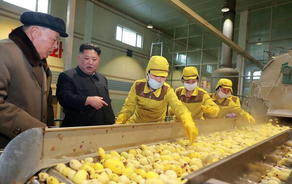 کیم جونگ اون، رهبر کوریای شمالی در حال بازدید از کارخانه کچالو - اسپوتنیک افغانستان  
