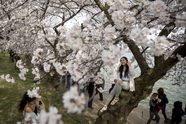 شکوفه های گیلاس در واشنگتن، امریکا - اسپوتنیک افغانستان  