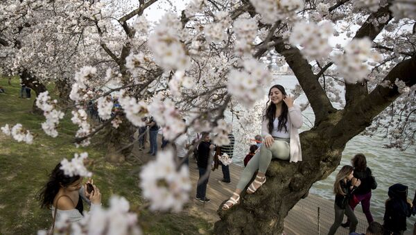 شکوفه های گیلاس در واشنگتن، امریکا - اسپوتنیک افغانستان  