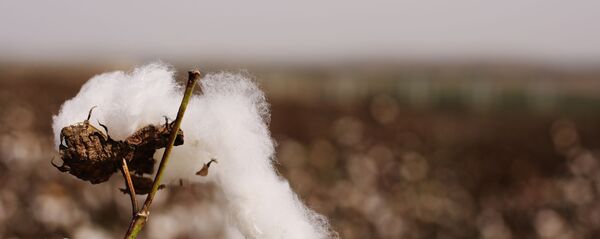 افزایش حاصلات پنبه در افغانستان افزایش حاصلات پنبه در افغانستان - اسپوتنیک افغانستان