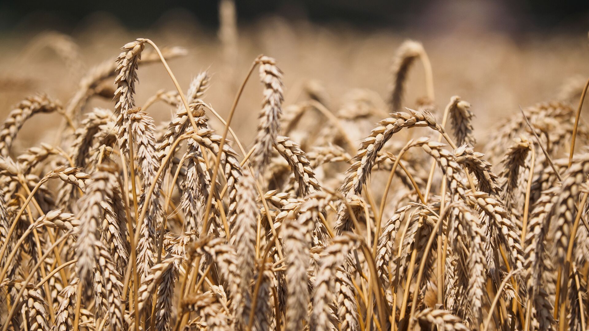 Пшеница на полях АО Агрокомплекс в Краснодарском крае - اسپوتنیک افغانستان  , 1920, 21.07.2022