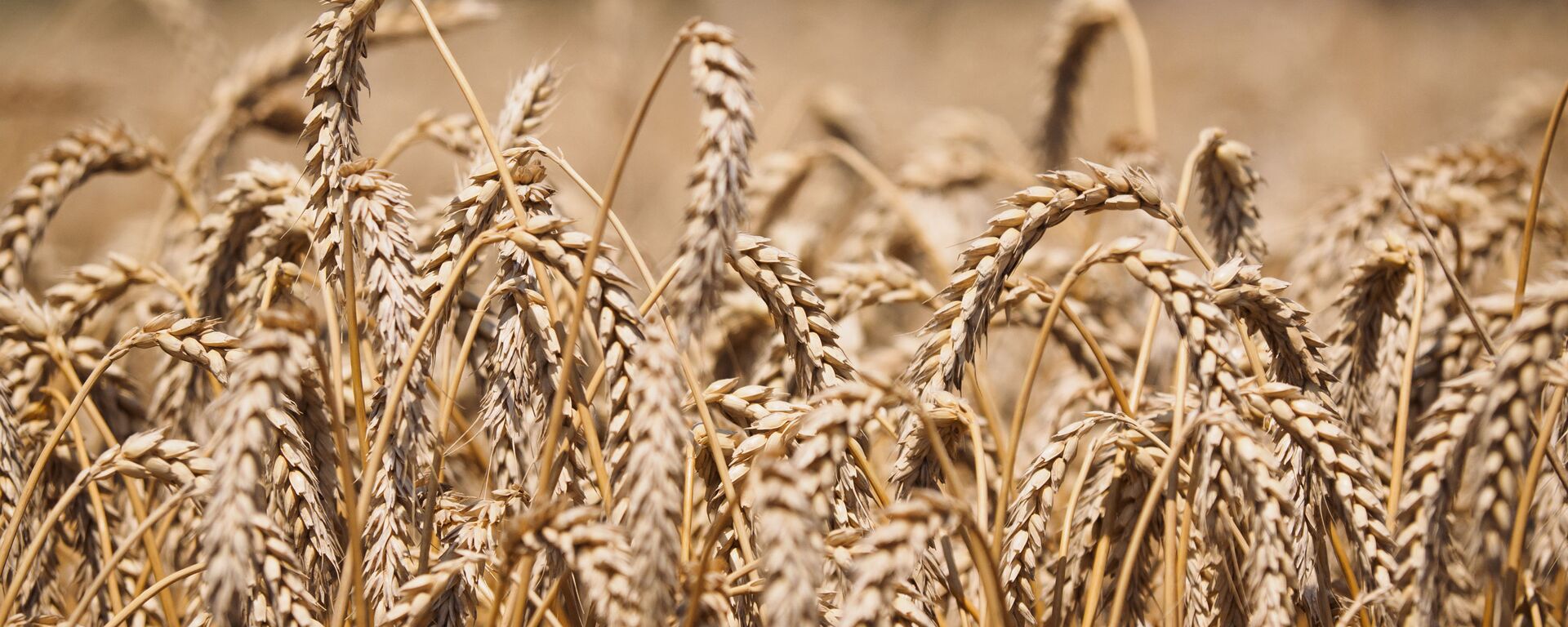 Пшеница на полях АО Агрокомплекс в Краснодарском крае - اسپوتنیک افغانستان  , 1920, 31.05.2022