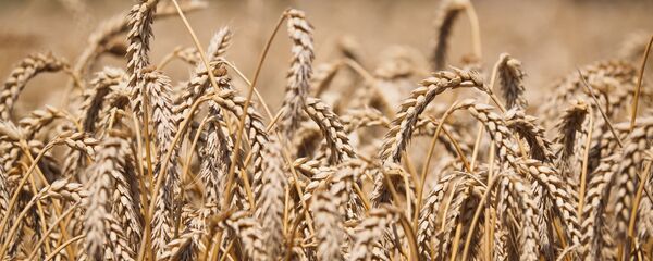 آمادگی هند به صدور ۵۰ هزار تن گندم و دارو به افغانستان آمادگی هند به صدور ۵۰ هزار تن گندم و دارو به افغانستان - اسپوتنیک افغانستان