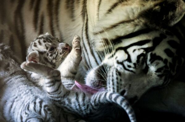 ببر سفید همراه با نوزاد تازه متولد شده اش – باغ وحش La Pastora، مکسیکو - اسپوتنیک افغانستان  