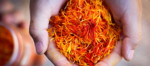 افزایش برداشت زعفران در هرات افزایش برداشت زعفران در هرات - اسپوتنیک افغانستان