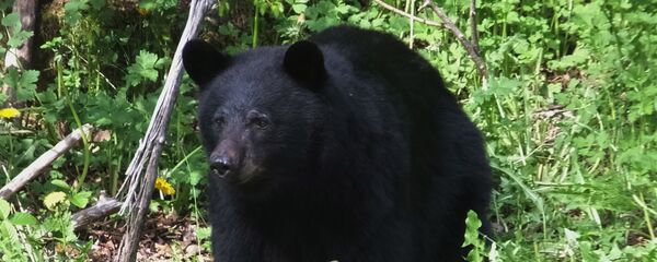 خرس خرس - اسپوتنیک افغانستان