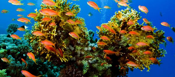 Korallen (Symbolbild) Korallen (Symbolbild) - اسپوتنیک افغانستان