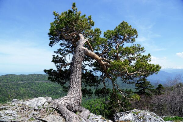 درخت در لبه کوه در قلمرو فلات لاگو نکی در اندوخته طبیعی قفقاز در زیستکره شاپوشنیکف - اسپوتنیک افغانستان  