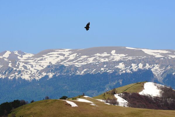 عقاب در حال پرواز در بالای اندوخته طبیعی قفقاز به نام شاپوشنیکف - اسپوتنیک افغانستان  