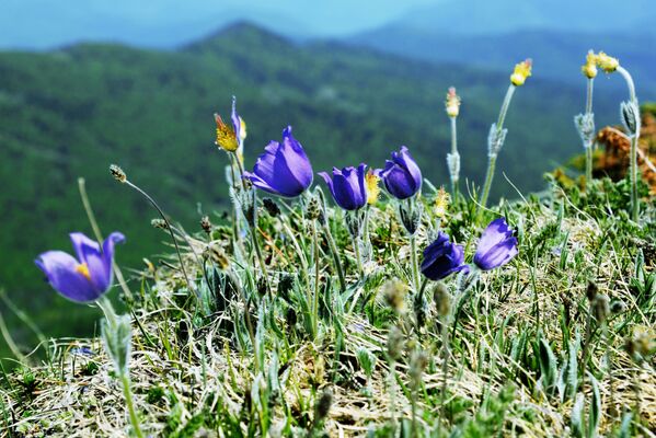 گل در فلات لاگو-ناکی در ذخیره گاه طبیعی قفقاز به نام شاپوشنیکف - اسپوتنیک افغانستان  