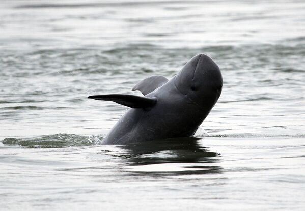 دلفین نهنگی پوزه کوتاه - اسپوتنیک افغانستان  