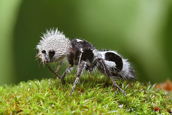 مورچه‌های پاندا - اسپوتنیک افغانستان  