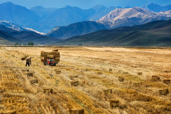 مزرعه دار چینی در حال برداشت محصول - اسپوتنیک افغانستان  