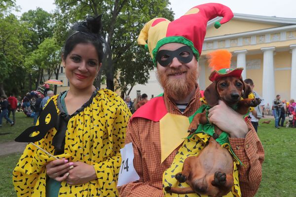 نمایش سگ های خانگی در شهر سن پترزبورگ - اسپوتنیک افغانستان  