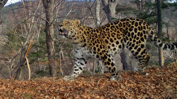 Самец дальневосточного леопарда Leo 64M - اسپوتنیک افغانستان  