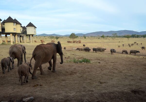 فیل ها از کنار خانه های Sarova salt-lick lodge در پارک ملی در کنیا عبور می کنند - اسپوتنیک افغانستان  