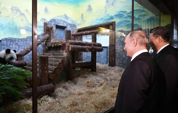 ولادیمیر پوتین، رئیس جمهور روسیه و شی جین‌پینگ، رئیس جمهور چین در باغ وحش شهر مسکو - اسپوتنیک افغانستان  