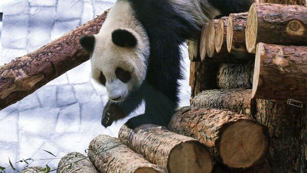 پاندای «دیندین» در باغ وحش مسکو - اسپوتنیک افغانستان  