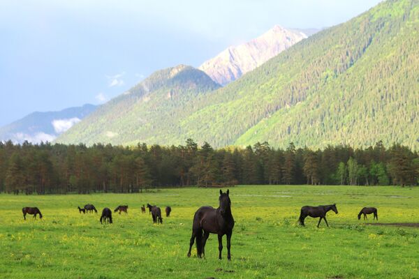 اسبها در دره سوفی در جمهوری قره چای و چرکس، روسیه - اسپوتنیک افغانستان  