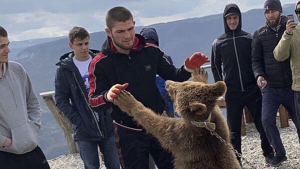 Российский чемпион UFC в легком весе Хабиб Нурмагомедов борется с медведем - اسپوتنیک افغانستان  