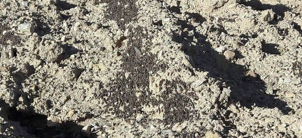 ملخ ملخ - اسپوتنیک افغانستان