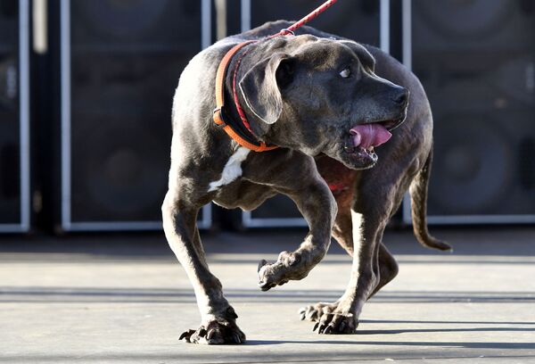 انتخاب بی‌ریخت‌ترین سگ جهان در امریکا - اسپوتنیک افغانستان  