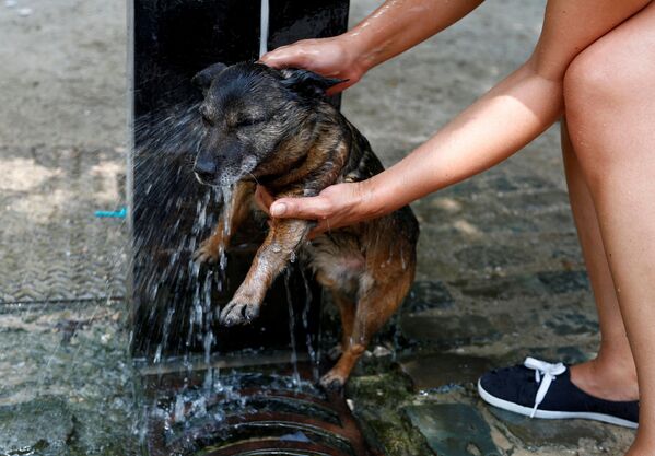 گرمای بی سابقه بلژیک و زنی در حال شستن سگ در فواره آب - اسپوتنیک افغانستان  