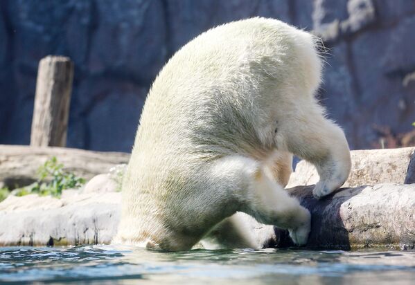 خرس قطبی در تابستان داغ در یک باغ وحش آلمان - اسپوتنیک افغانستان  