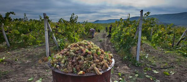 جشنواره انگور و عسل در هرات برگزار شد - اسپوتنیک افغانستان  