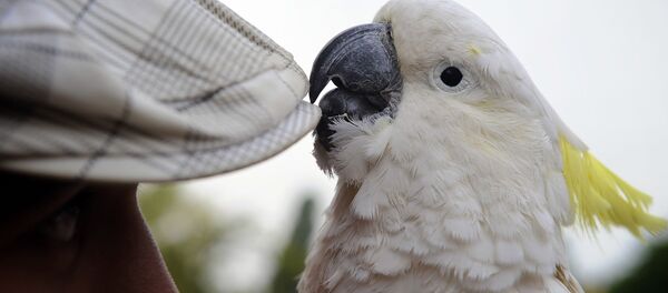 Какаду - اسپوتنیک افغانستان  