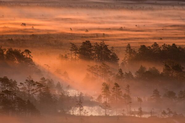 طلوع خورشید- صبح  در مرداب ها در استونیا – عکاس: مارت کوس - اسپوتنیک افغانستان  