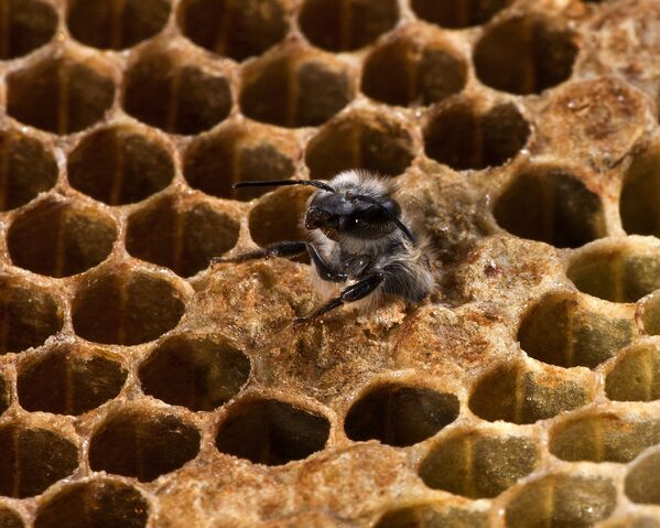 تولد زنبور عسل- عکاس:Jonathan Wilkins - اسپوتنیک افغانستان  