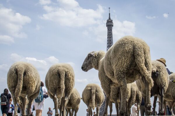 گوسفندان در مقابل برج ایفل در پاریس - اسپوتنیک افغانستان  