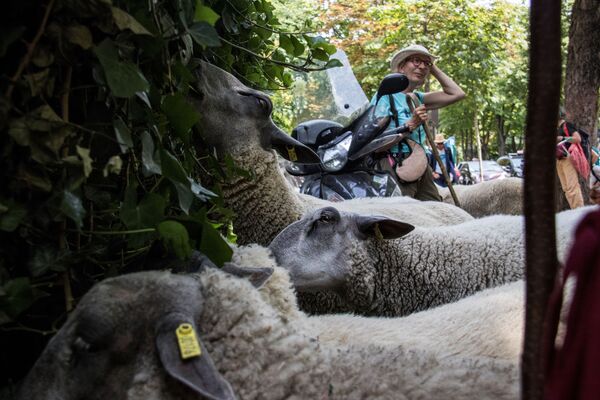 چوپان و گوسفندانش در شهر پاریس - اسپوتنیک افغانستان  