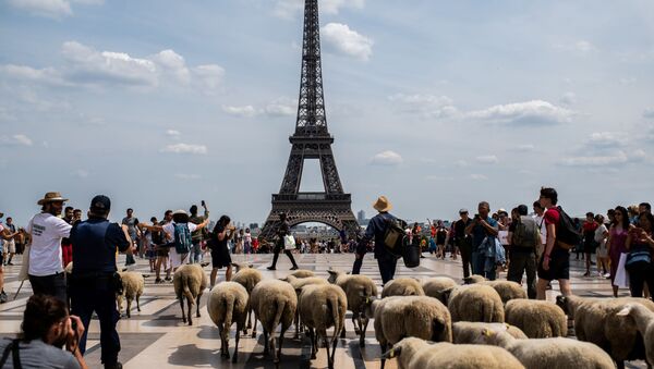 چوپان و گوسفندانش در مقابل برج ایفل در پاریس  - اسپوتنیک افغانستان  