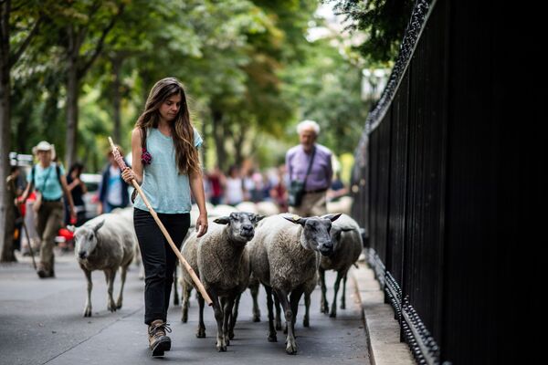 چوپان زن در حال مواظبت از گوسفندان در پاریس - اسپوتنیک افغانستان  