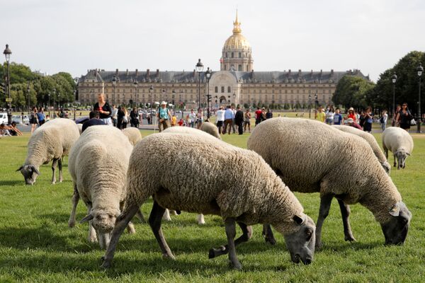 رمه گوسفندان در حال چریدن در شهر پاریس  - اسپوتنیک افغانستان  