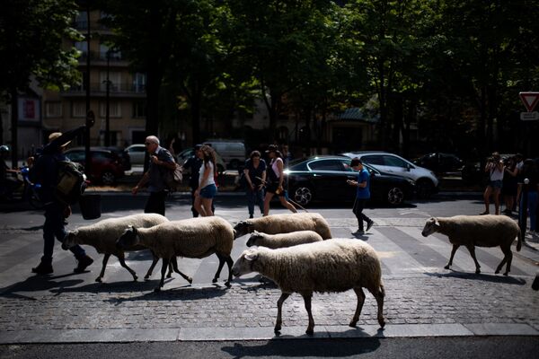 چوپان در حال مواظبت از گوسفندانش در پاریس - اسپوتنیک افغانستان  