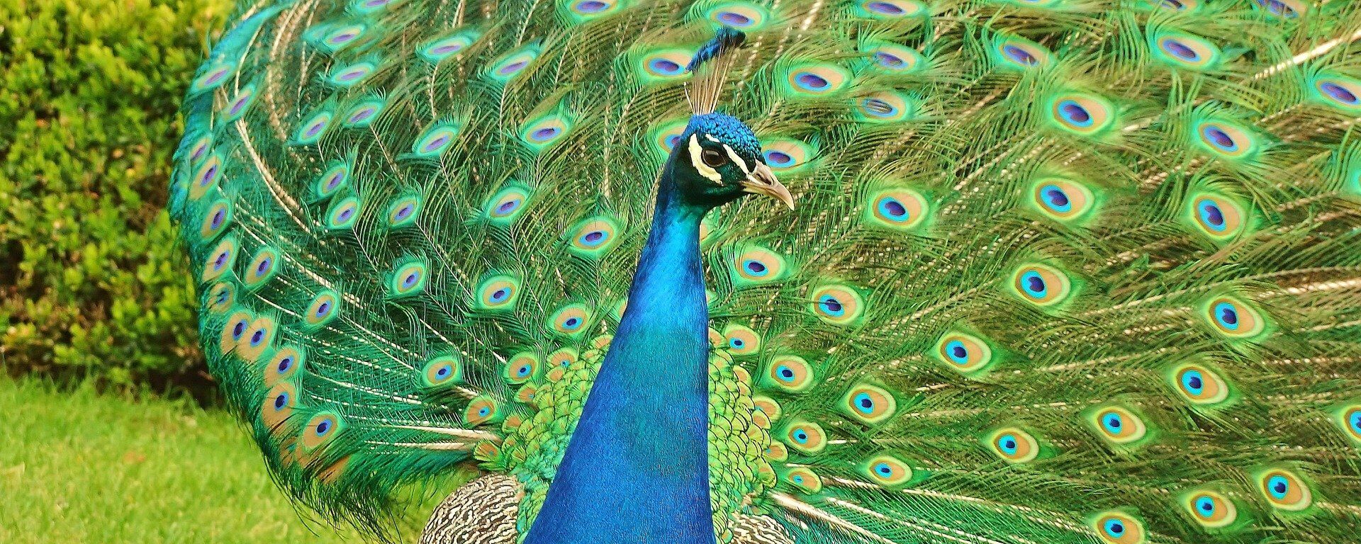 peacock طاووس - اسپوتنیک افغانستان  , 1920, 20.07.2019