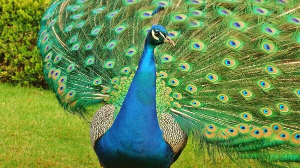peacock طاووس - اسپوتنیک افغانستان  