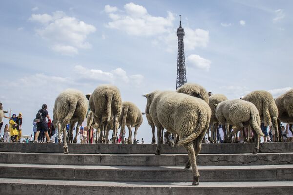 گوسفندان در نزدیکی برج ایفل – شهر پاریس، فرانسه  - اسپوتنیک افغانستان  