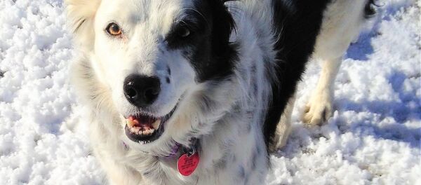 باهوشترین سگ جهان از دنیا رفت باهوشترین سگ جهان از دنیا رفت - اسپوتنیک افغانستان